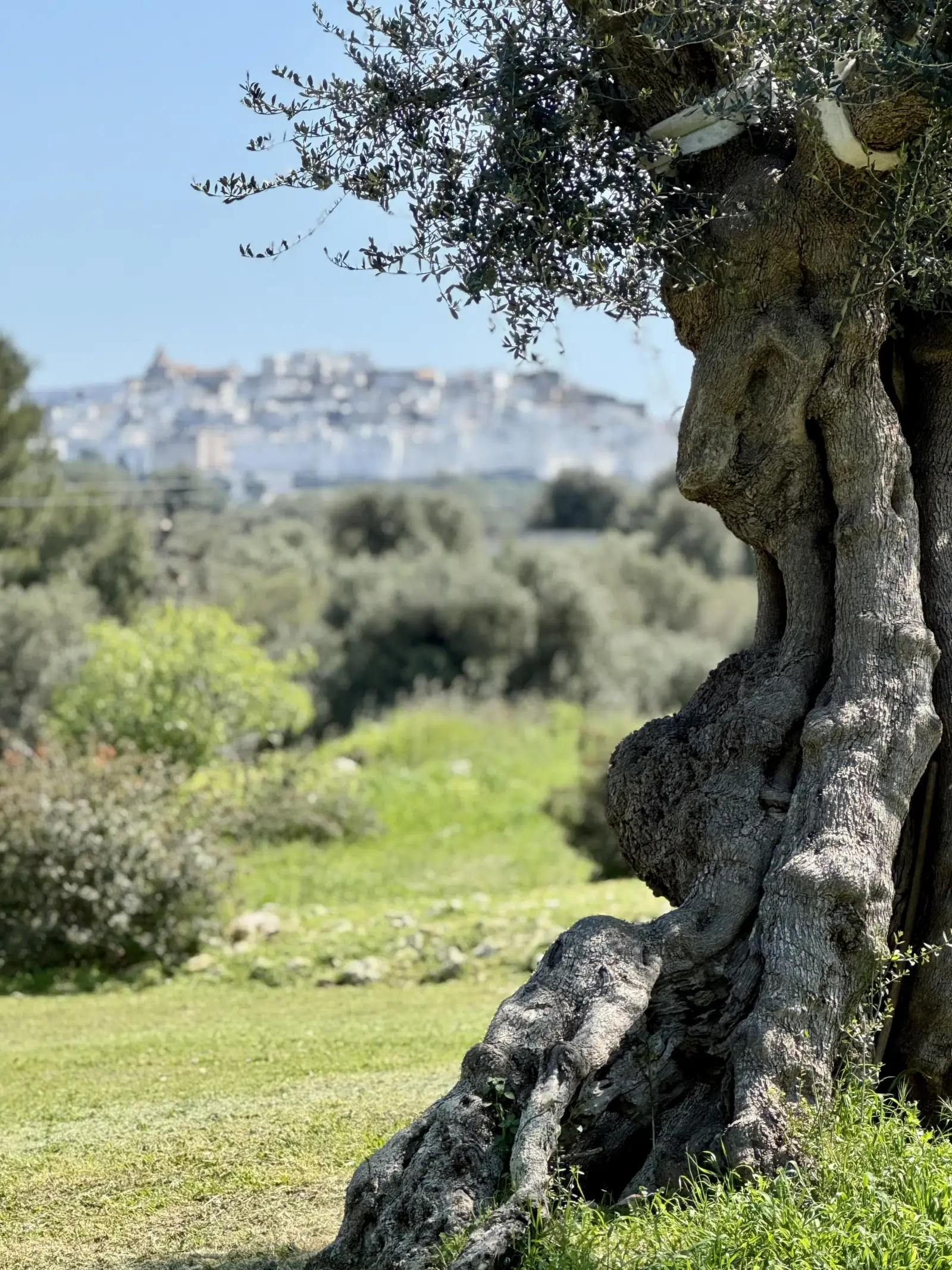 The gnarled trunk of a monumental olive tree, with Ostuni on its hill behind