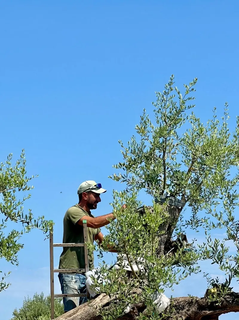 Grafting an olive tree from a ladder