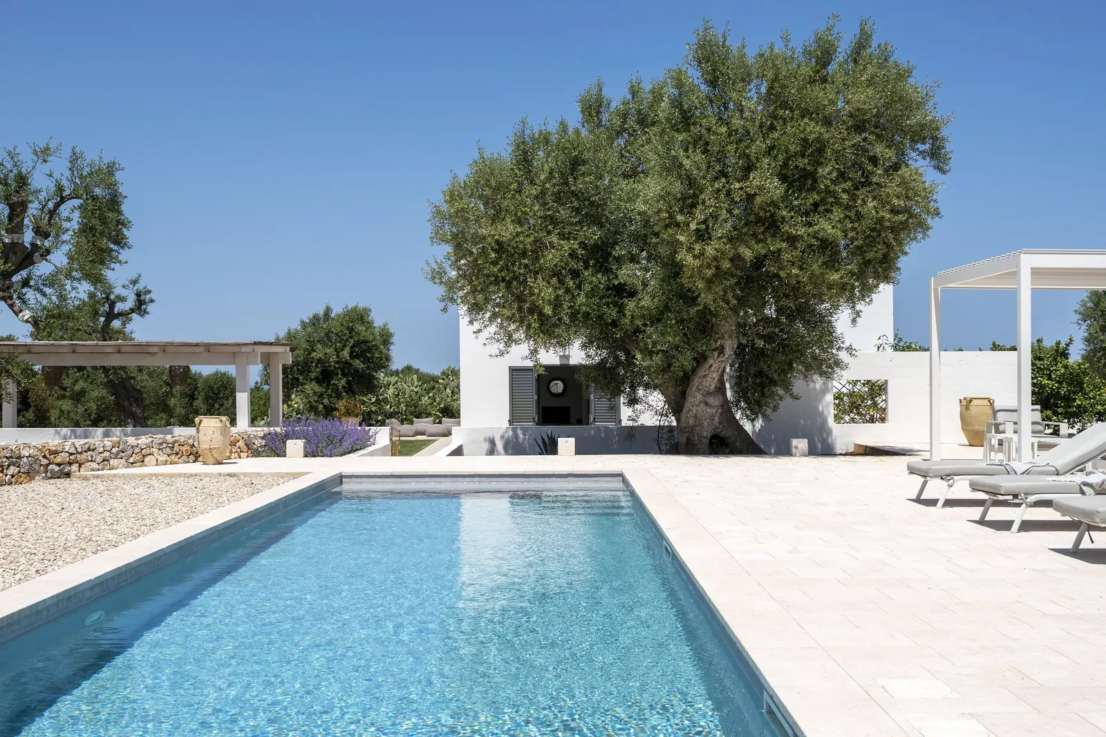 Pool and sun terrace in front of the villa and olive tree