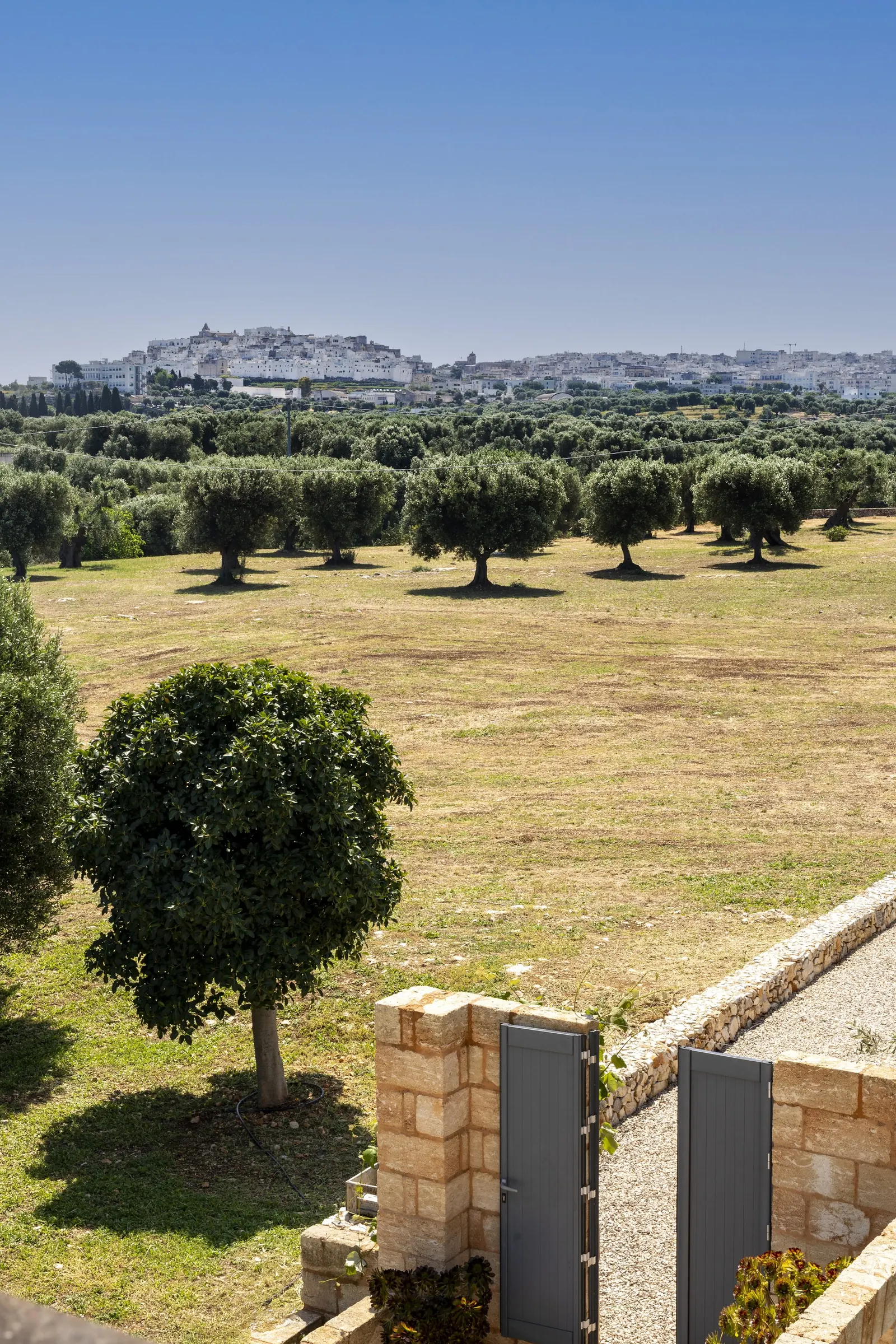 Olive grove with Ostuni on the horizon