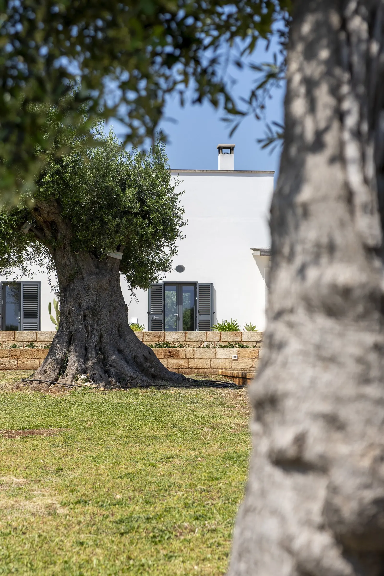 Ancient olive trunk beside the villa