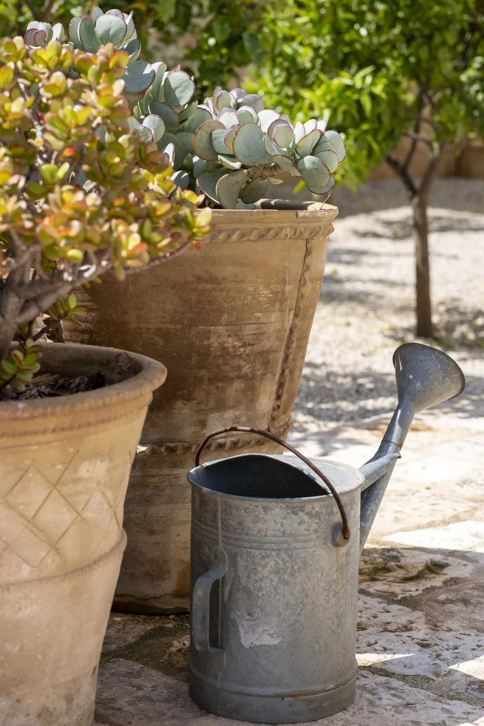 Succulents in terracotta pots