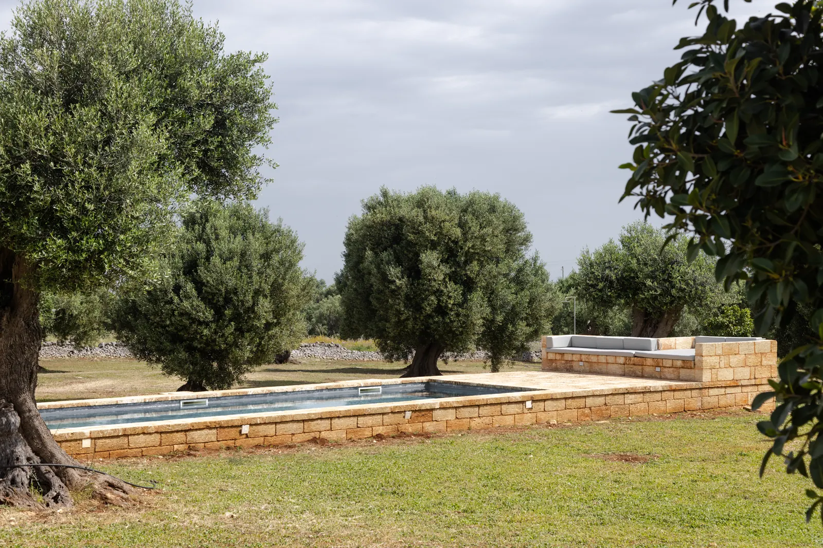 Pool across the lawn framed by olive trees