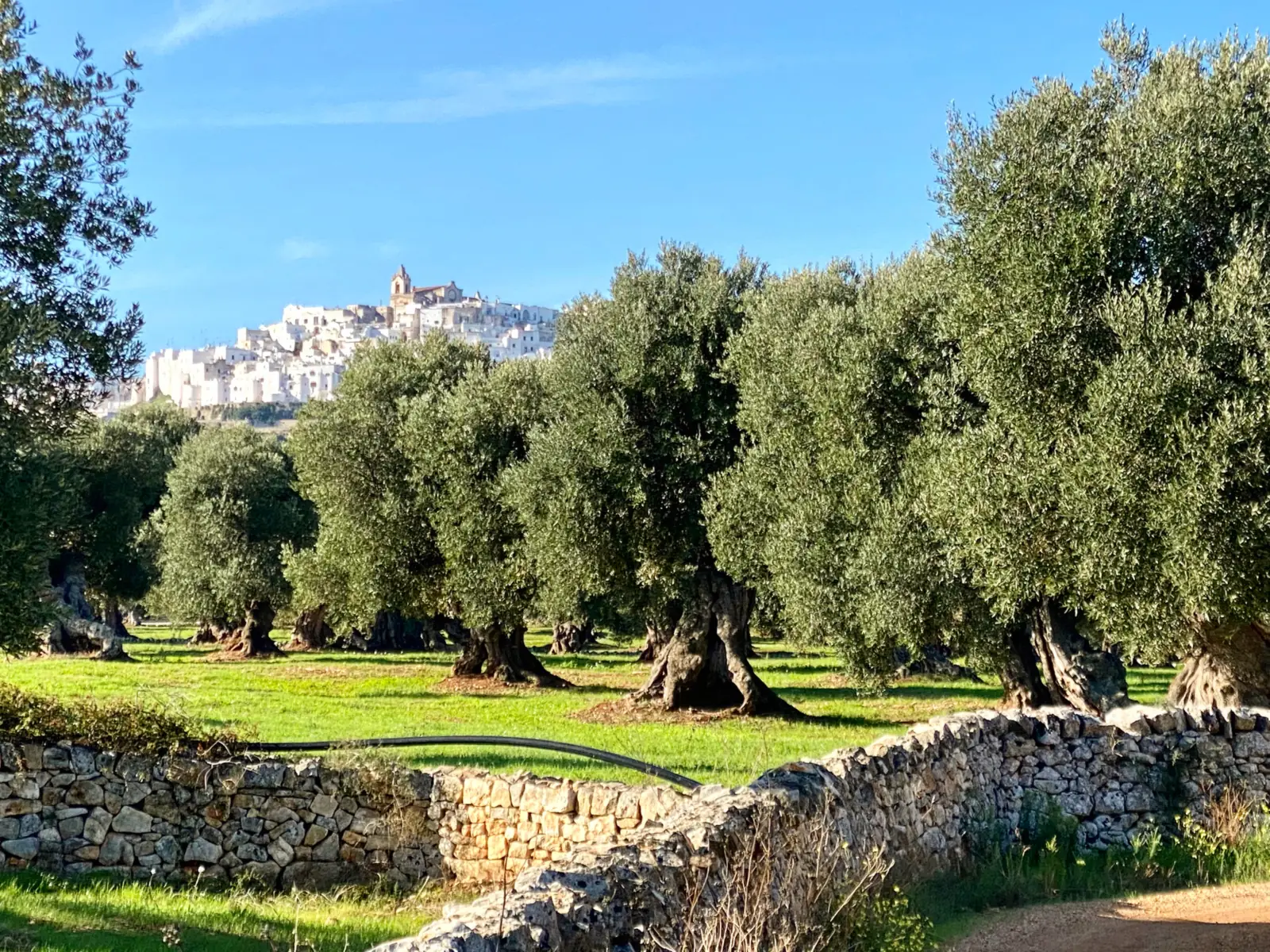 The white town of Ostuni on its hill, seen across ancient olive trees and a dry-stone wall