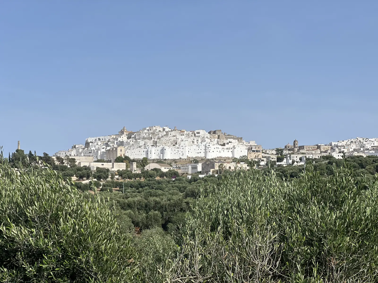 The white town of Ostuni above the olive groves