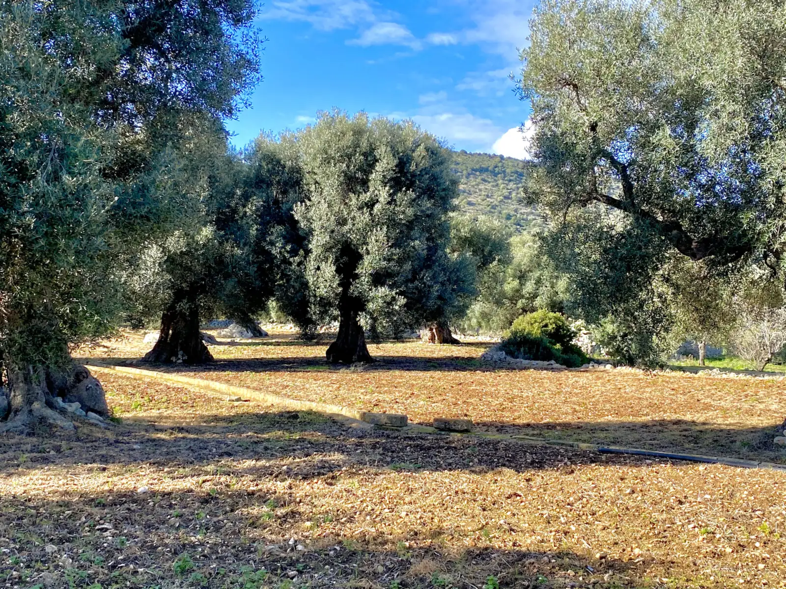 Ancient olive trees with gnarled trunks in a grove below the hills